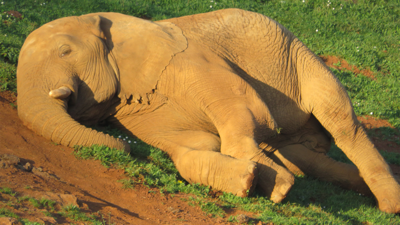 Now thatâs the chillest elephant Iâve ever seen.